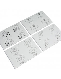 Botany Puzzle: Copy Masters 2