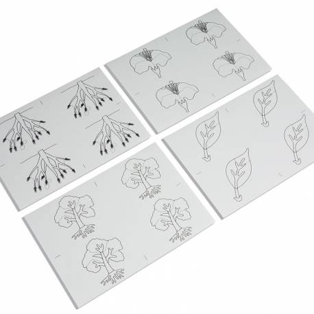 Botany Puzzle: Copy Masters | Nienhuis Montessori