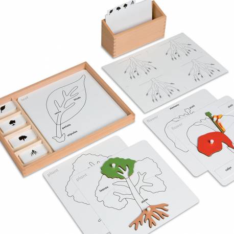 Actividades Botánica  | Nienhuis | Material Montessori