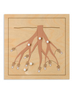 Botany Puzzle: Root