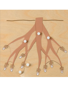 Botany Puzzle: Root 2
