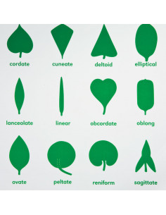 Botany Cabinet Control Chart 2