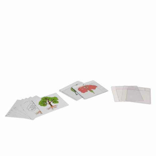 Primer juego de cartas de botánica | Material Montessori | Nienhuis