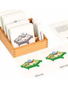 Plantcell nomenclature 2