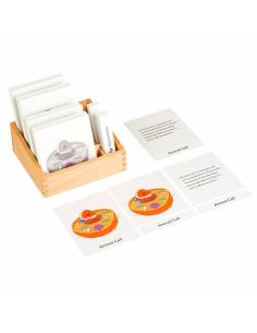 Animal cell nomenclature cards