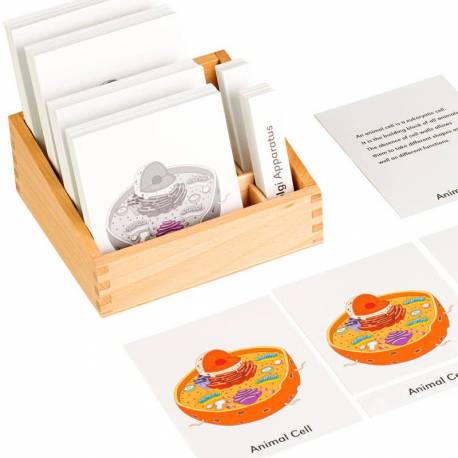 Animal cell nomenclature cards